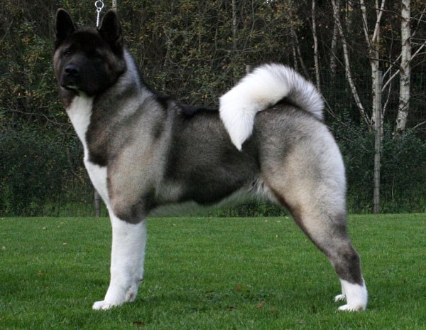 Akita is rare dog breed and also ancient dog breeds on the earth