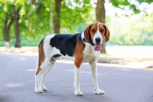 beagle Harrier mix