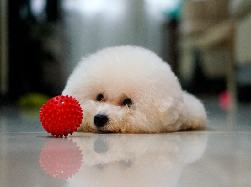 Indoor Puppy Play Pens - Find The Right One For Your Dog