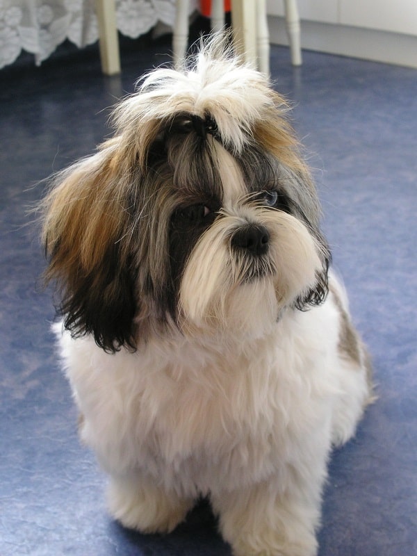 Shih tzu earliest dog breeds 