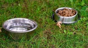 dog food in metal bowl in grass, outdoors