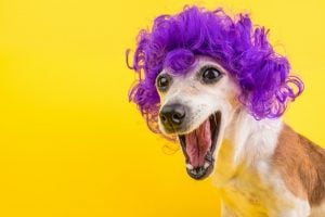 Dog with purple curly hair on yellow background