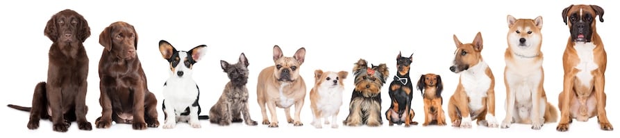 DOG IDEAS banner