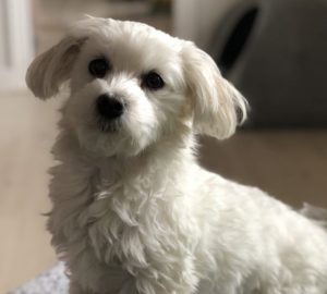 Portrait of Maltese dog